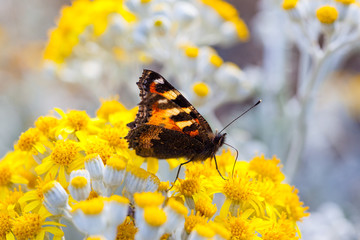 Small Tortoiseshell Butterfly on Dusty Miller plant