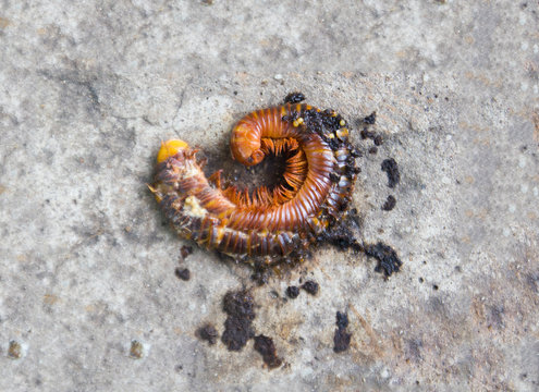 broken shell millipede