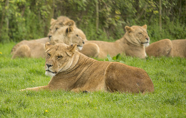 Fototapeta na wymiar Female lions