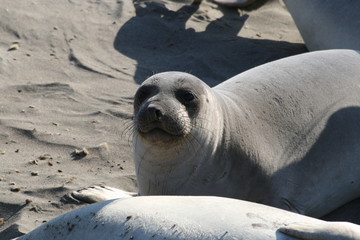 Elephant Seal at the Beach