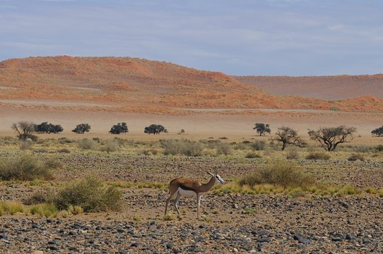 Springbock (Antidorcas marsupialis) vor der Elimdüne