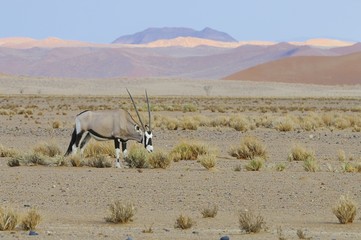 Oryx (oryx gazella) in der Namib