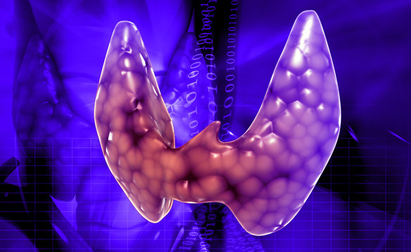 Endocrine Parathyroid Gland