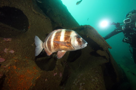 Sargo Veado