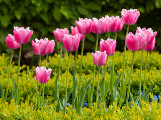 Pink tulips