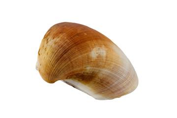 Shell
