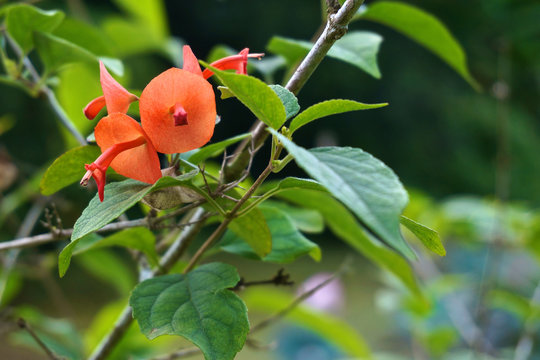 Holmskioldia sanguinea orange flower like chinese hat