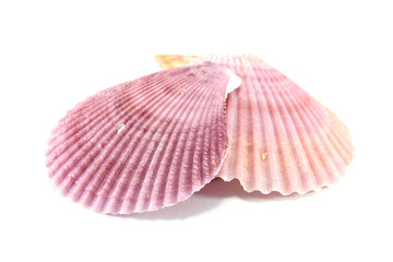 Shell