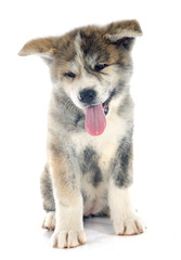 puppy akita inu