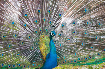 Obraz premium Portrait of Peacock with Feathers Out