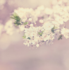 apple blossom vintage background