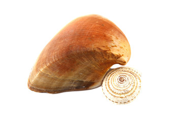 Shell