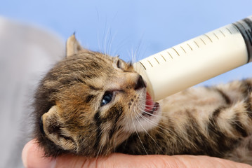 Handfütterung einer verwaisten Baby Katze mit Aufzuchtmilch