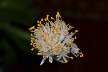 Blüte des Elefantenohrs