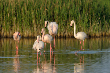 Group of Greater Flamingo standing in a pool af water.