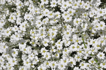 White flowers in the garden in spring time