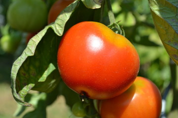 Tomaten