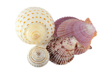 Shell
