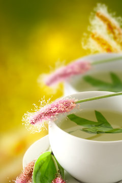 Wegerich, Heilpflanze, Kr&auml;utertee