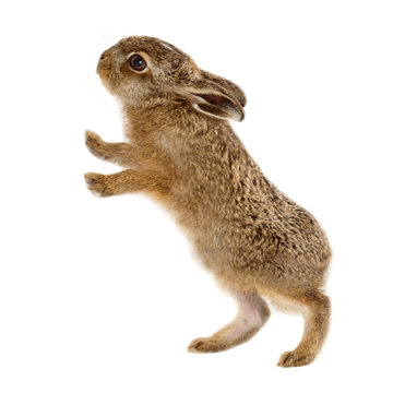 Junger Feldhase 3 Wochen alt isoliert