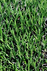 イングリッシュローズマリー