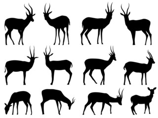 Set vector silhouettes of antelopes. © vertyr