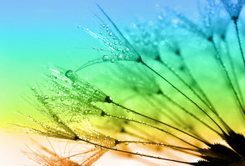 Obraz premium dewy dandelion close up