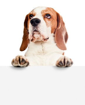 beagle on white background