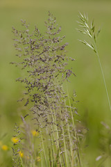 flower as background