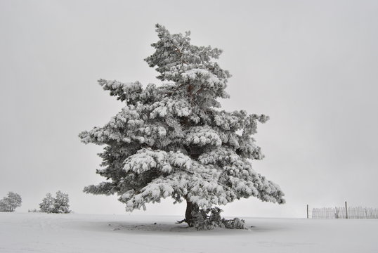 Polar Tree