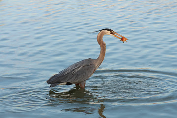 Great blue heron fishing at dawn in a pond