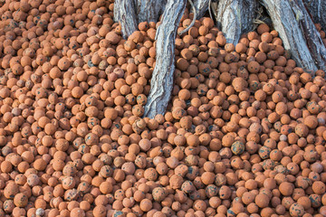 Wurzeln in Hydrokultur