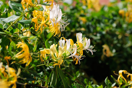 Japanese Honeysuckle