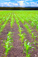 Rows of green corn plants