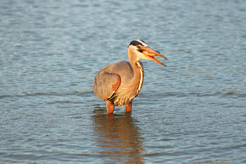 Great blue heron fishing at dawn in a pond
