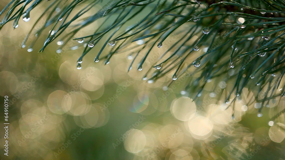 Poster water drops on fir tree. shallow dof. shot with motorized slider
