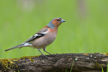 Common Chaffinch