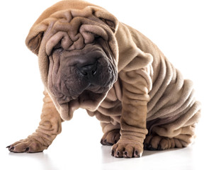 Obraz premium chinese shar pei