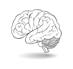 Human brain with shadow. A side view. Vector