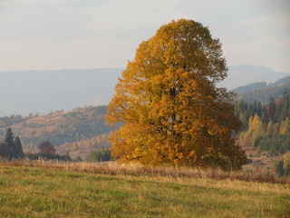 Samotne drzewo - Beskidy © krzysztoftrojan
