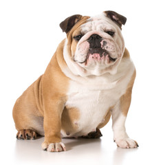 english bulldog