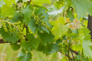 Young grape clusters in spring