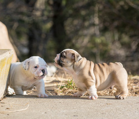 puppies playing