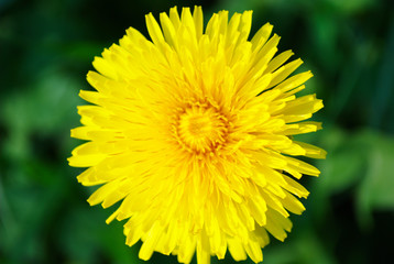 Dandelion