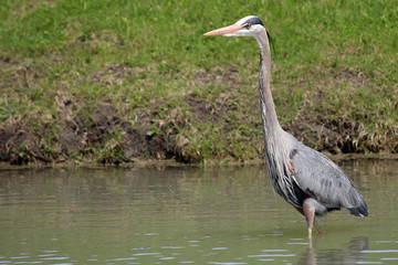 Great blue heron in a pond