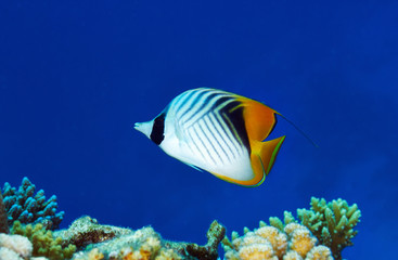 Fototapeta na wymiar Threadfin butterflyfish in the Red Sea, Egypt.