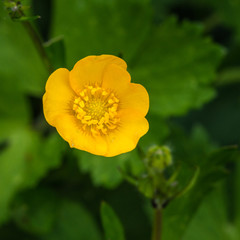 Obraz premium Buttercup