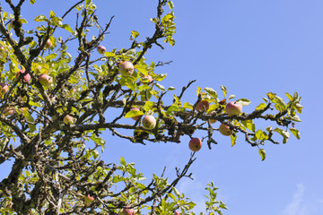 Apple tree branch