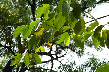 asian green leaf in sun light