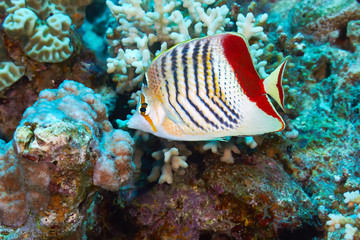 Fototapeta na wymiar Eritrean butterflyfish in the Red Sea, Egypt.